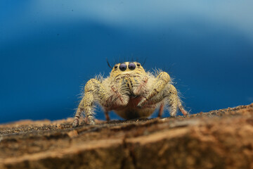 spider on a tree