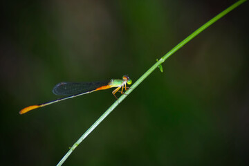 Close up photo of Green Headed Damselfly on a leaf of tree