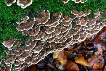 Fungus. Mushroom and moss on dead tree stem in Forest in fall at Roden Drente Mensinge Estate Netherlands. Landgoed Mensinge. Autumn. Fall 