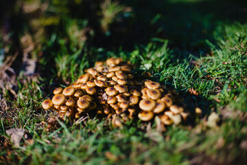 A family of brown mushrooms on a lawn in the forest