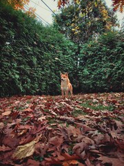 Mika's first autumn - obrazy, fototapety, plakaty