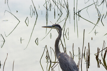 Closeup Great Blue Heron