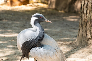 Portrait of a demoiselle crane (Grus virgo) is a species of crane found in central Eurasia. demoiselle crane (Grus virgo) in a typical breeding ecosystem.