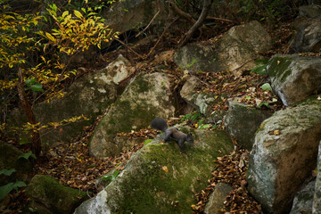 청설모, 숲, 숲속, 동물, 다람쥐, 야생동물, 설치류