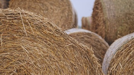 Hay Rolls Stacked on Harvested Farm Field on Cloudy Autumn Day