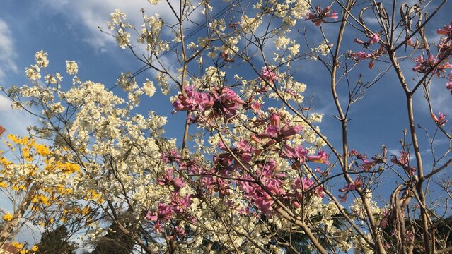 flores de los lapachos sobre un cielo azul