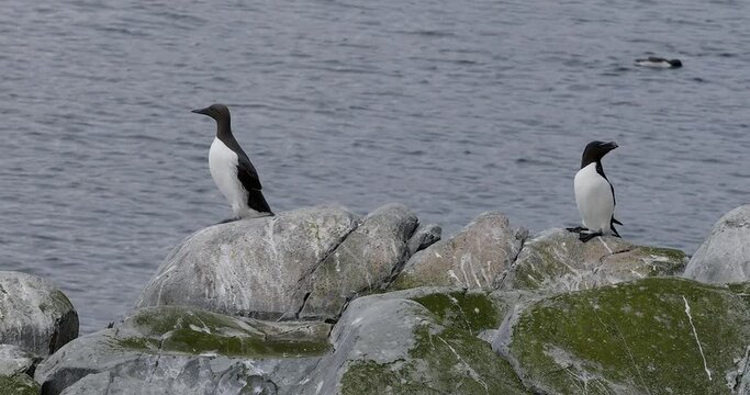 A flock of Common Guillemot (Uria aalge) resting on rocks on the bird cliff island of Horn&oslash;ya in summer, Norway.