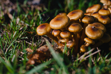 A family of brown mushrooms on a lawn in the forest