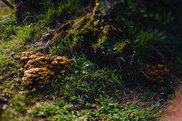 A family of brown mushrooms on a lawn in the forest