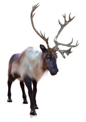 3D Rendering Male Reindeer on White