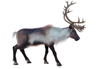 3D Rendering Male Reindeer on White