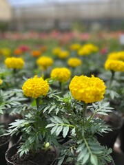 caléndulas a la venta. flores amarillas