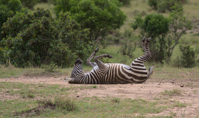 common zebra lying on its back on the ground and coveing itself with dust in the wild masai mara, kenya © Nirav Shah