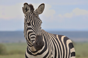 closeup of common zebra looking alert in the wild savannah of the masai mara, kenya, with sky in...