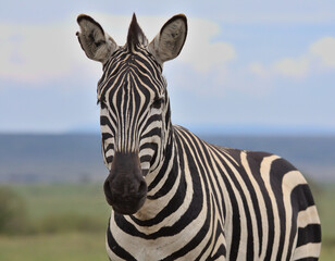 front profile closeup portrait of plains zebra standing alert in the wild savanna of the masai...
