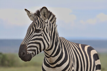 side profile and close-up portrait of plains zebra standing in the wild savannah of the masai mara,...