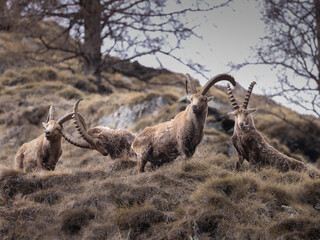 Four ibexes strike a pose