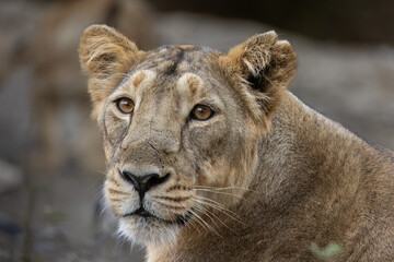 Portrait of Asiatic Lioness. 