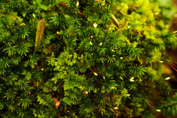 Wild trees and mosses in the trekking route jungle in highland northern vietnam, samu u bo peak,...