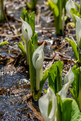 Obraz premium ミズバショウが咲く春の城端・縄ヶ池