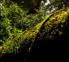 Mosses covering trees in the in the Primitive forest in Sa Mu, Son La, Vietnam