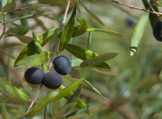 Close-up of three olives on a tree branch