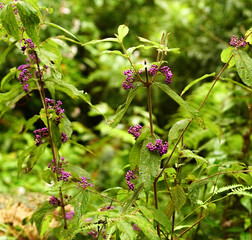 Callicarpa longifolia  in highland Northern Vietna, Southeast asia