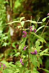 Callicarpa longifolia  in highland Northern Vietna, Southeast asia