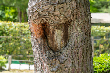 初夏の金沢旅行・新緑が映える兼六園
