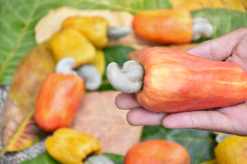 Bunch of ripe and raw cashew apple hanging on cashew tree branch, soft and selective focus.