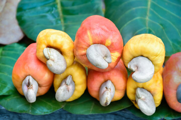 Bunch of ripe and raw cashew apple hanging on cashew tree branch, soft and selective focus. - Powered by Adobe
