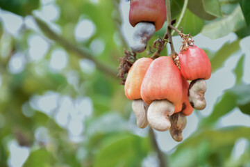 Bunch of ripe and raw cashew apple hanging on cashew tree branch, soft and selective focus.
