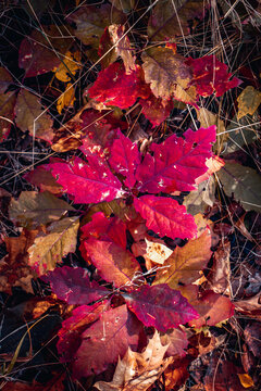 Close up beautiful autumn background with red leaves concept photo. Fall season