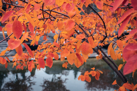 Autumnal red tree near water concept photo. Idyllic scene, fall season