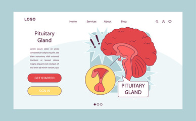 Pituitary gland anatomy. Human endocrine system, brain and hypothalamus concept. Connection of the internal organs with anterior and posterior pituitary gland hormones isolated vector illustration - obrazy, fototapety, plakaty