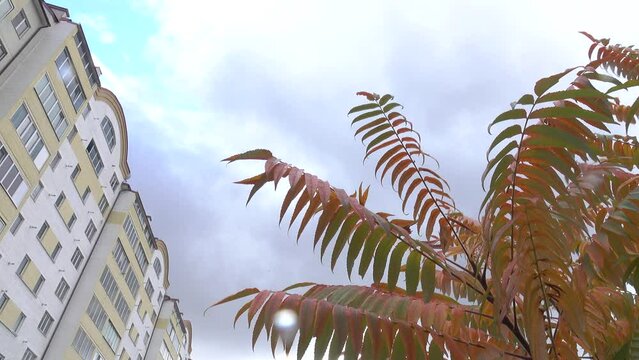 A wind sways the branches of a sumac tree with reddened autumn leaves against the background of the blue sky and building, background