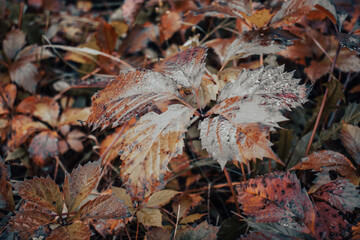 Wet ivy leaves garden autumn morning concept photo. Autumnal atmosphere image.