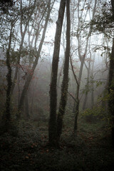 Alder Forest with Vegetation-Covered Ground, Misty Day with Ivy-Covered Trunks