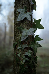 Ivy Detail on Oak Tree Trunk in the Heart of the Forest, Background with Vegetation, Humid Morning