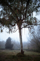 Morning Mist in Forest Clearing with Oak Tree