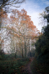 Alder Forest Trail on a Moist Morning