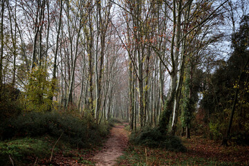Alder Forest Trail on a Moist Morning