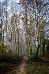 Alder Forest Trail on a Moist Morning