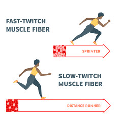 Skeletal muscle fiber types with slow twitch and fast twitch infographics. Red and white muscular tissue structure for aerobic and anaerobic exercises. Marathon runner vs sprinter. Vector illustration