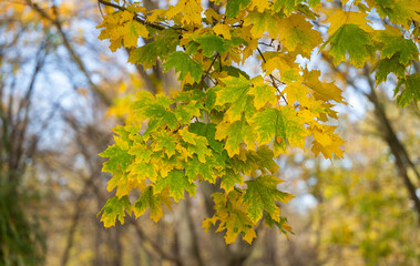 background of yellow leaves