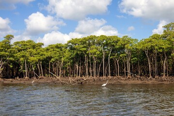 マングローブとサンゴ礁の島