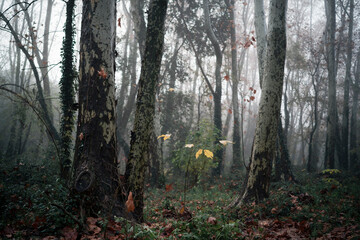 Alder Forest with Vegetation-Covered Ground, Misty Day with Ivy-Covered Trunks