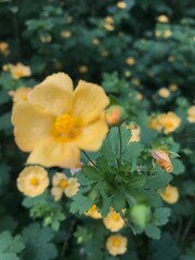 flores amarillas de una malva de campo. Modiolastrum malvifolium