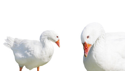 white geese isolated on white background
