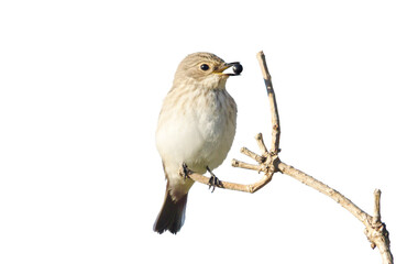 wild bird with a berry in its beak sits on a branch, isolated on white